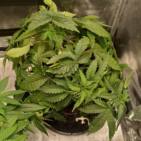 California Haze growlog timeline photo