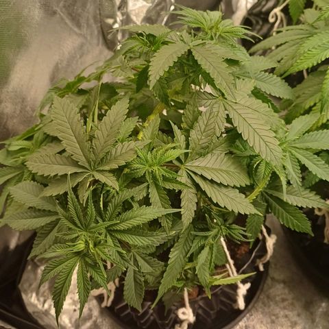 Bruce Banner OG 1# growlog timeline photo