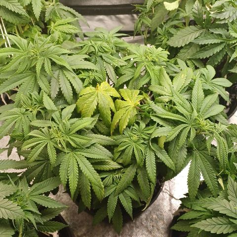 Gorilla Banana growlog timeline photo