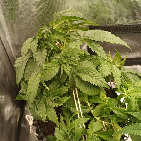 Bruce Banner OG 2# growlog timeline photo