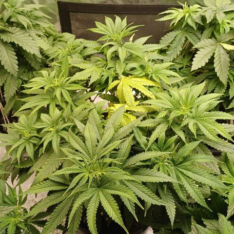 Gorilla Banana growlog timeline photo
