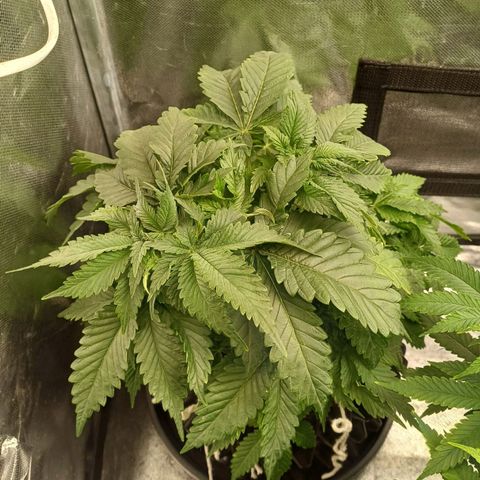 Bruce Banner OG 2# growlog timeline photo