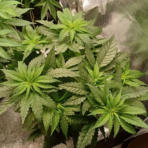 California Haze growlog timeline photo