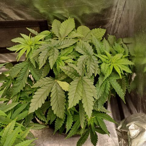California Haze growlog timeline photo