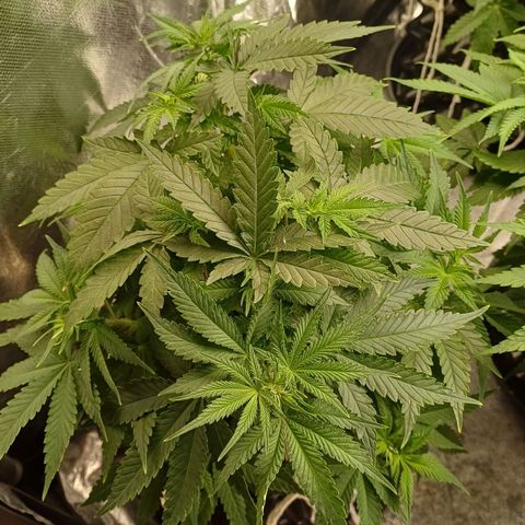 Bruce Banner OG 1# growlog timeline photo