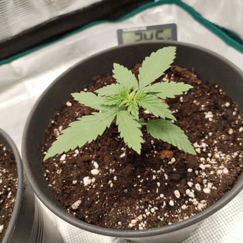 O.G. Kush growlog timeline photo