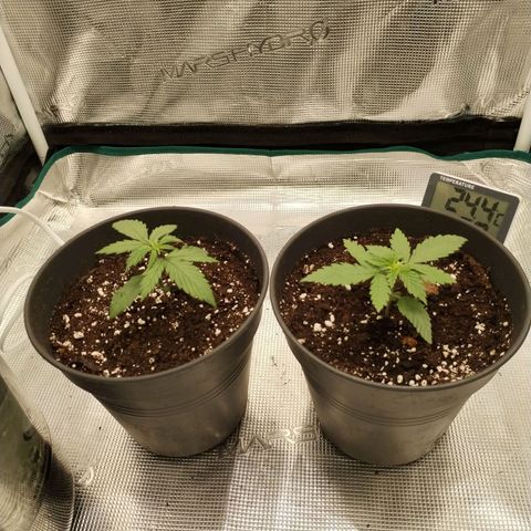 O.G. Kush growlog timeline photo