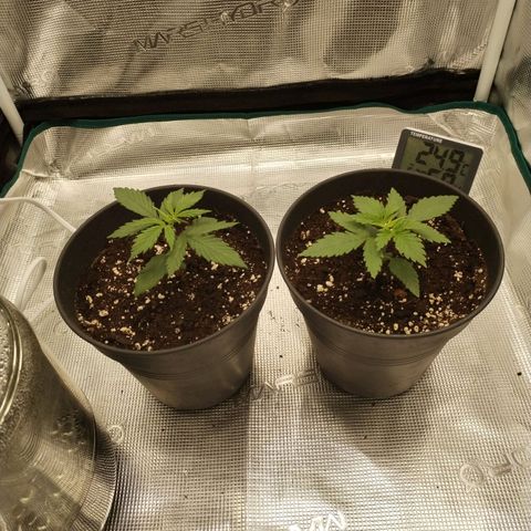 O.G. Kush growlog timeline photo
