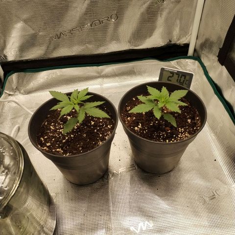O.G. Kush growlog timeline photo