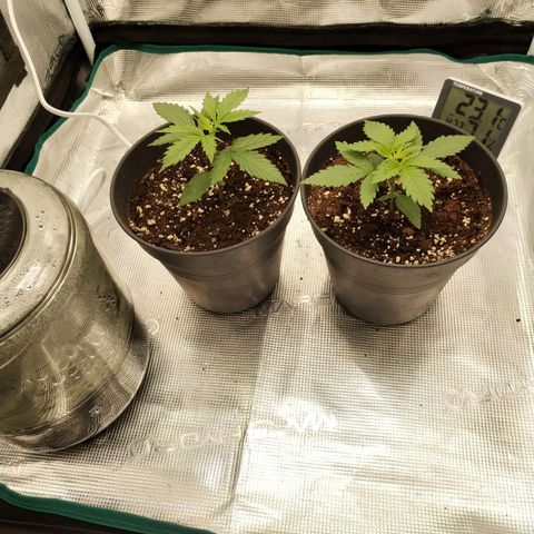 O.G. Kush growlog timeline photo