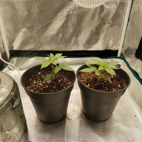 O.G. Kush growlog timeline photo