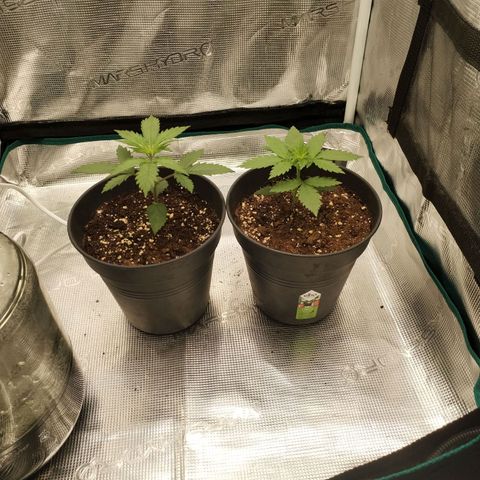 O.G. Kush growlog photo: Daily routine