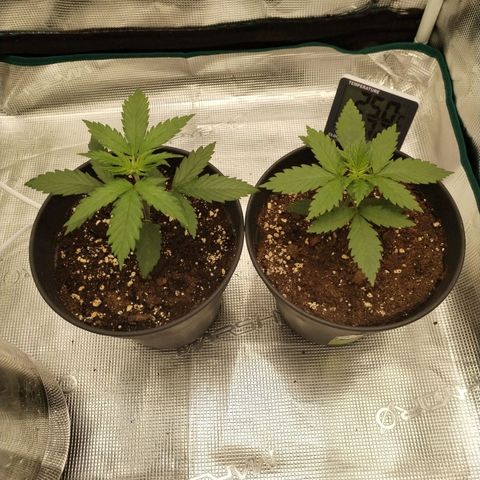 O.G. Kush growlog photo: Daily routine