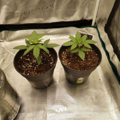 O.G. Kush growlog timeline photo