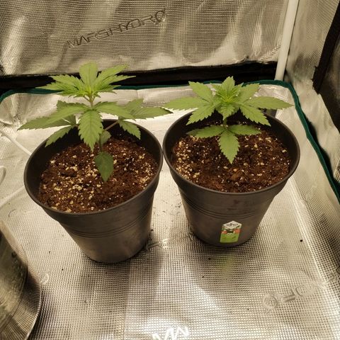 O.G. Kush growlog timeline photo