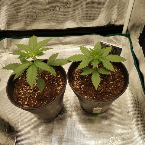 O.G. Kush growlog timeline photo