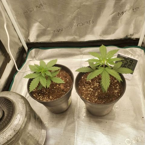 O.G. Kush growlog timeline photo