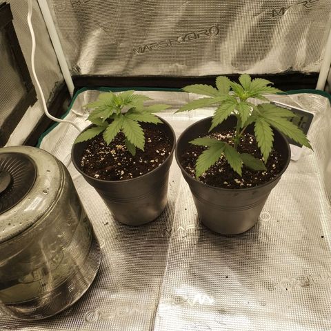 O.G. Kush growlog photo: Après arrosage 