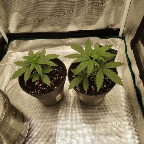 O.G. Kush growlog timeline photo