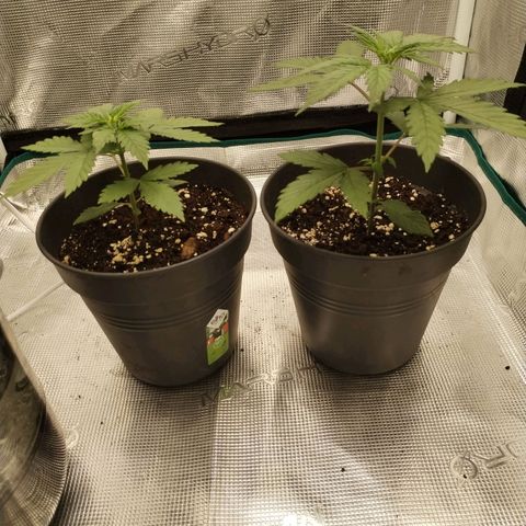 O.G. Kush growlog timeline photo