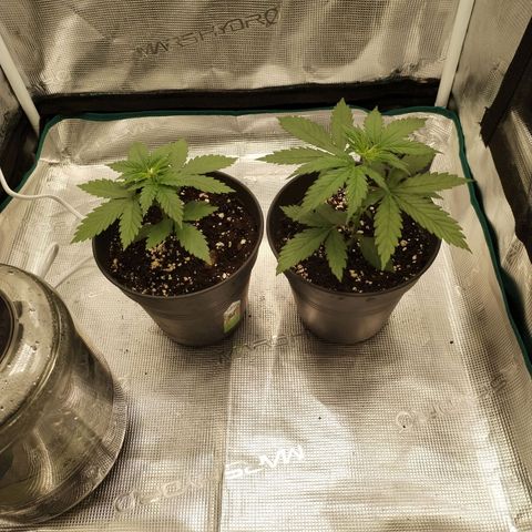 O.G. Kush growlog timeline photo