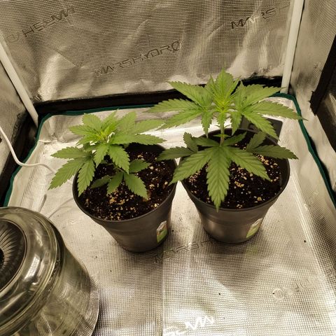 O.G. Kush growlog timeline photo