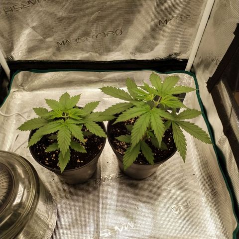 O.G. Kush growlog photo: Après ETETAGE imminent 