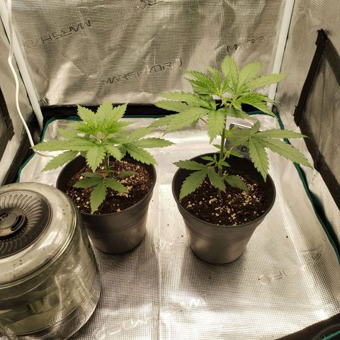 O.G. Kush growlog timeline photo