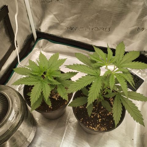 O.G. Kush growlog timeline photo