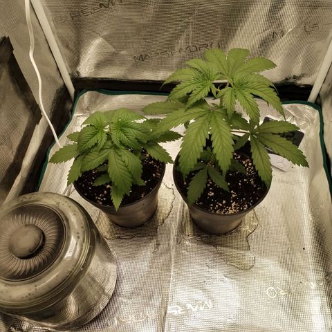O.G. Kush growlog photo: After watering