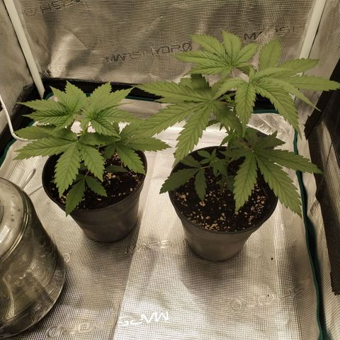 O.G. Kush growlog timeline photo