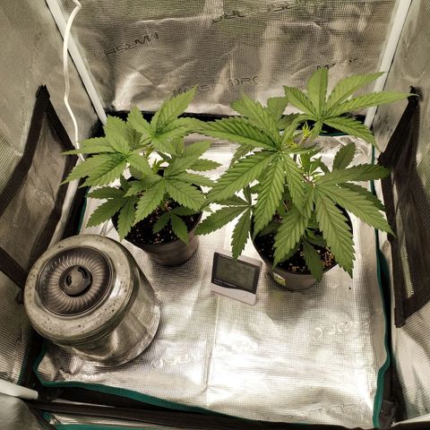 O.G. Kush growlog timeline photo