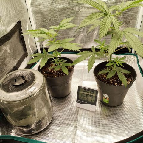 O.G. Kush growlog timeline photo