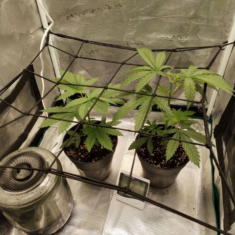 O.G. Kush growlog timeline photo