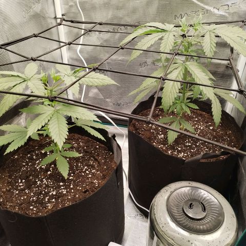O.G. Kush growlog timeline photo