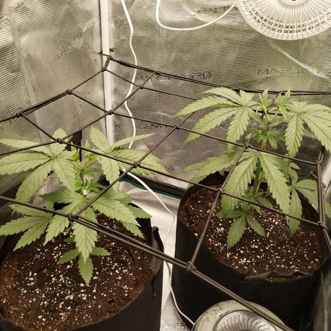O.G. Kush growlog timeline photo
