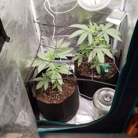 O.G. Kush growlog timeline photo