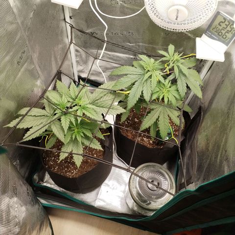 O.G. Kush growlog timeline photo