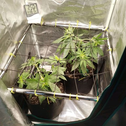 O.G. Kush growlog timeline photo