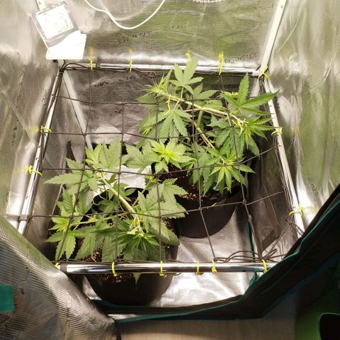 O.G. Kush growlog timeline photo