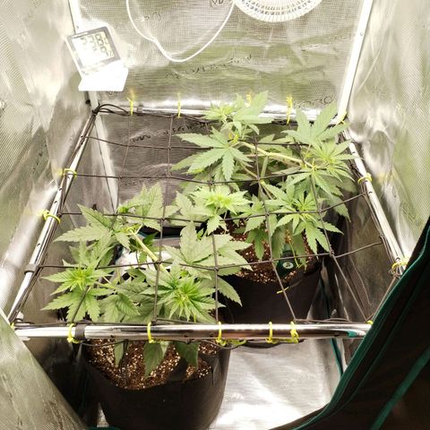 O.G. Kush growlog timeline photo