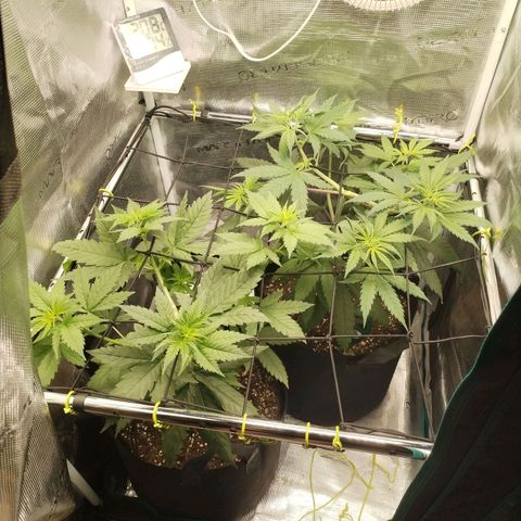 O.G. Kush growlog timeline photo