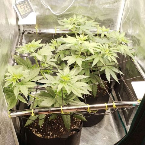 O.G. Kush growlog timeline photo