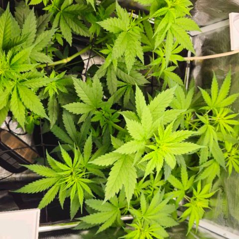 O.G. Kush growlog photo: Déshumidificateur 
7 jours de stretch 