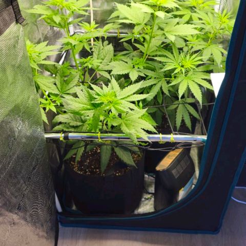 O.G. Kush growlog photo: Déshumidificateur 
7 jours de stretch 
