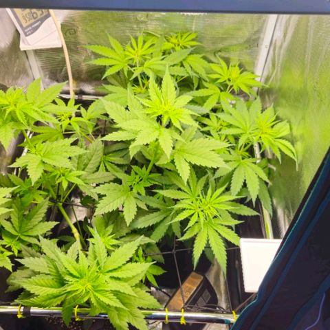 O.G. Kush growlog photo: Déshumidificateur 
7 jours de stretch 