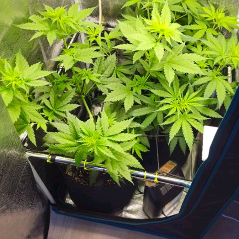 O.G. Kush growlog photo: Déshumidificateur 
7 jours de stretch 