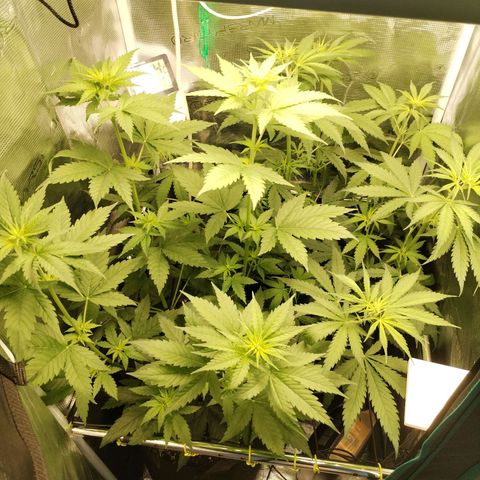 O.G. Kush growlog timeline photo