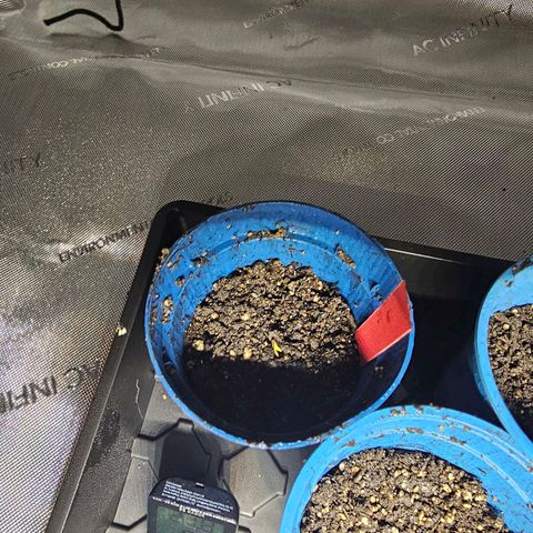 Orange Hill Spezial  #2 growlog photo: Let the show begin