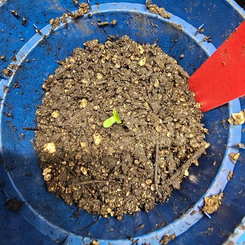 Orange Hill Spezial  #2 growlog photo: Heute ist eine der Damen gestorben.
Dafür kommt die melonade runtz hinterher 
